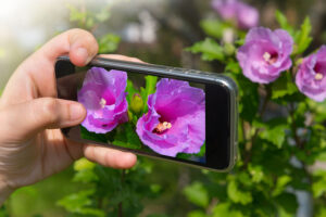 The hand of the person taking the picture of flowers on the smar
